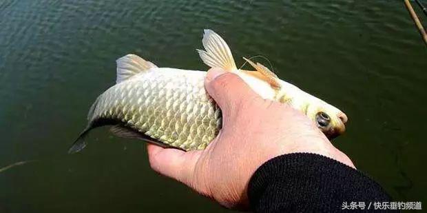 最简单的自制鱼饵，最简单的自制鱼饵教程（剩旧饵料千万不要扔）
