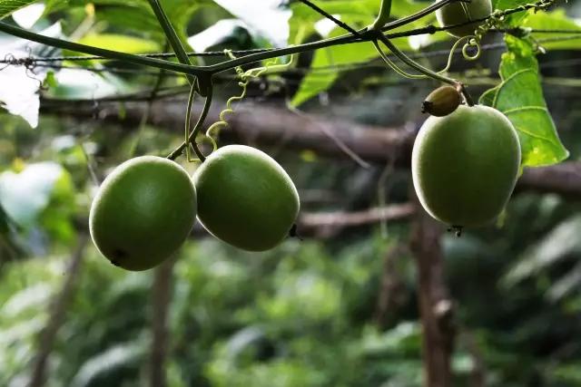 桂林三宝是什么东西，广西桂林三宝是什么（桂林有哪些特产美食）