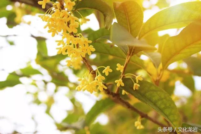 和桂花有关的诗句，带你一起“闻闻”诗词里的桂花香~