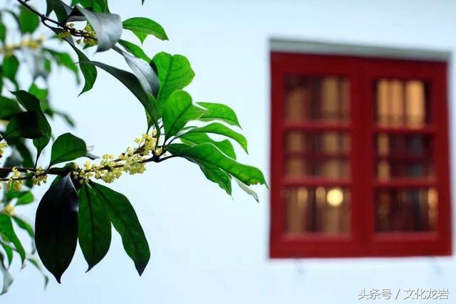 和桂花有关的诗句，带你一起“闻闻”诗词里的桂花香~