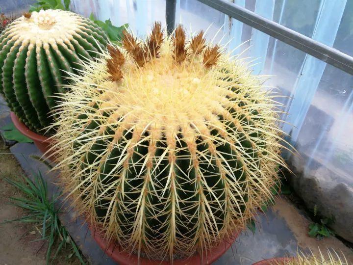 的地方;2,千万别多浇水,不能淋到球上,不然容易烂哦~扶桑全年红似火