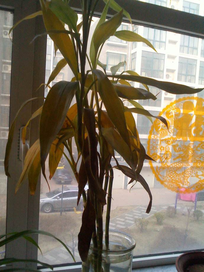 养在花瓶里的富贵竹开始黄叶(富贵竹叶子黄放什么)-娱宸网