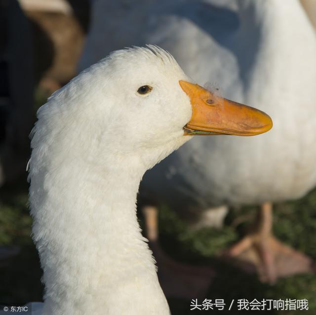 梦见被小人陷害预示什么，梦见被小人陷害是什么预兆（周公解梦：梦见了这四件事）