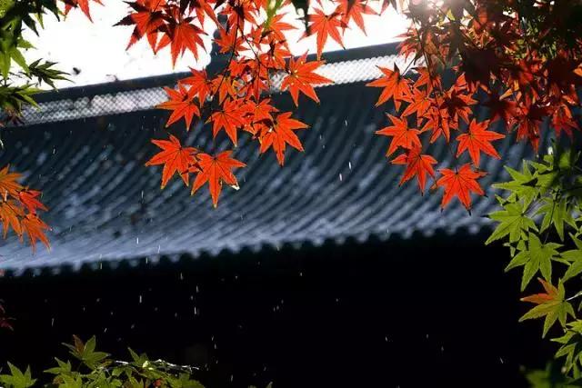 当时只道是寻常什么意思，人生若只如初见当时只道是寻常什么意思（季羡林：当时只道是寻常）