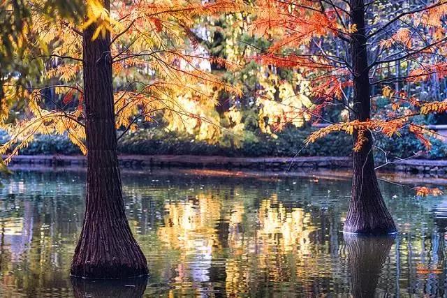 当时只道是寻常什么意思，人生若只如初见当时只道是寻常什么意思（季羡林：当时只道是寻常）