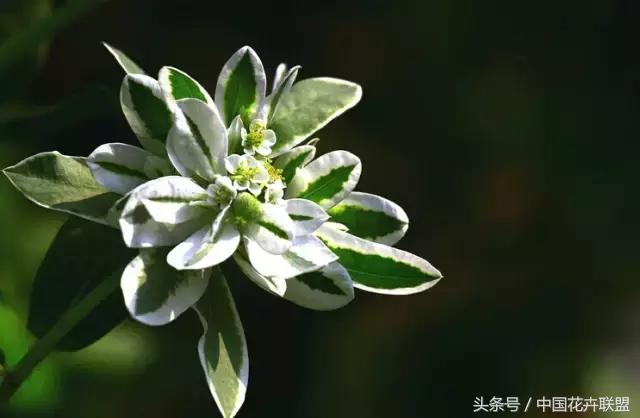 银边翠的花语,银边吉祥草花语(叶上花-花艺使用)