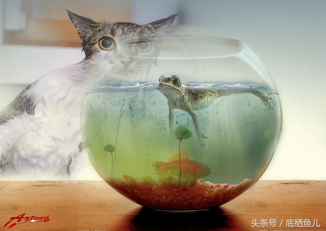 鱼缸的水浑浊怎么办怎么变清，让鱼缸水变清澈小方法（怎么快速有效的，解决鱼缸水浑）