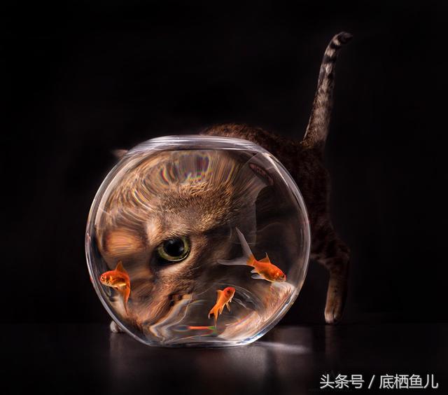 鱼缸的水浑浊怎么办怎么变清，让鱼缸水变清澈小方法（怎么快速有效的，解决鱼缸水浑）
