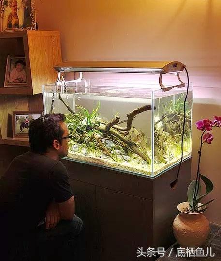 鱼缸的水浑浊怎么办怎么变清，让鱼缸水变清澈小方法（怎么快速有效的，解决鱼缸水浑）