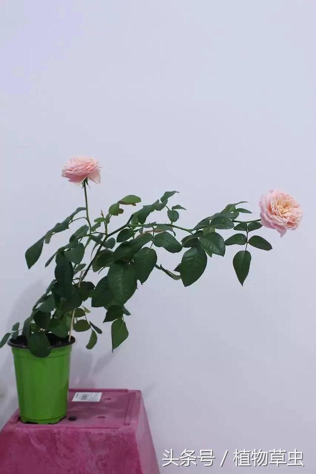 育苗盘育苗技术方法，认识育苗盘和育苗盘扦插月季的步骤和养护方法