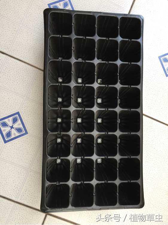 育苗盘育苗技术方法，认识育苗盘和育苗盘扦插月季的步骤和养护方法