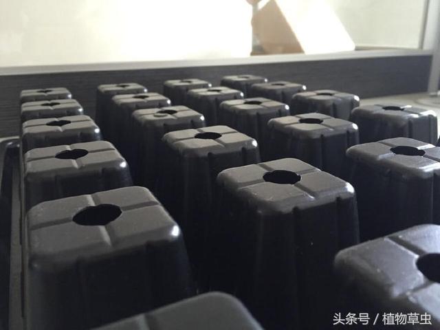育苗盘育苗技术方法，认识育苗盘和育苗盘扦插月季的步骤和养护方法