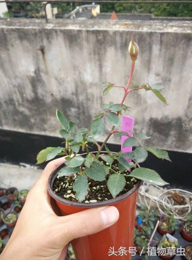 育苗盘育苗技术方法，认识育苗盘和育苗盘扦插月季的步骤和养护方法