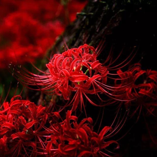 彼岸花来源于一个凄美的爱情故事(关于彼岸花的传说故事) - 彝家农业