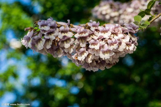 泡桐花的功效，中药材泡桐花