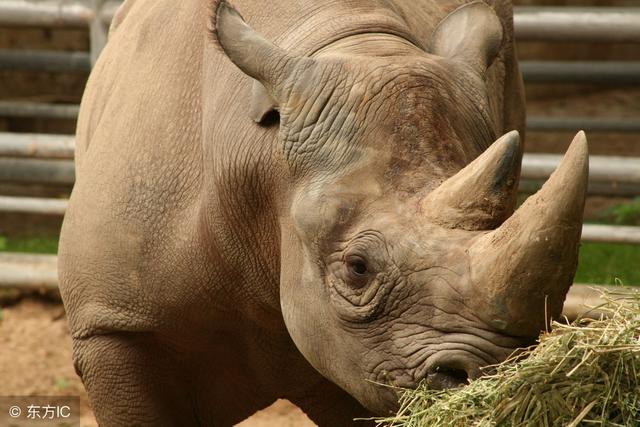 为什么犀牛身上经常有犀牛鸟栖息着,像犀牛和犀牛鸟的动物(栖息于开阔的草地) 为什么犀牛身上经常有犀牛鸟栖息着,像犀牛和犀牛鸟的动物(栖息于开阔的草地)