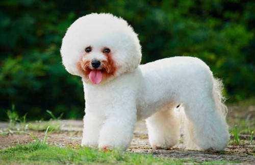 狗狗有泪痕怎么办，狗狗有泪痕怎么解决（兽医提醒：狗狗泪痕严重）