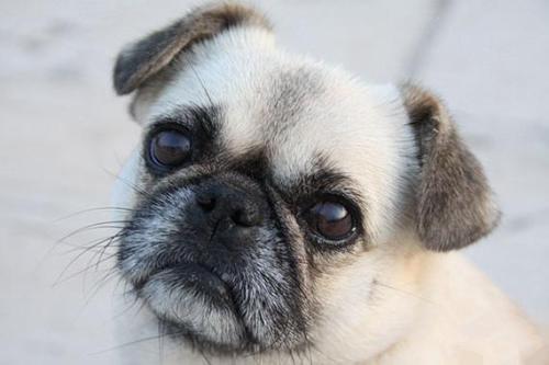 狗狗有泪痕怎么办，狗狗有泪痕怎么解决（兽医提醒：狗狗泪痕严重）