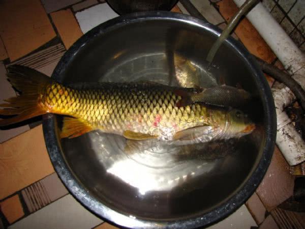 拐子鱼又称什么鱼(天津人说的"拐子鱼"是什么鱼)