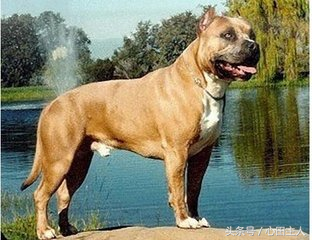 各种名犬简介，狗的家族有哪些（世界十大猛犬介绍）