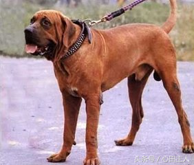 各种名犬简介，狗的家族有哪些（世界十大猛犬介绍）