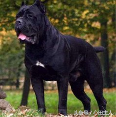 各种名犬简介，狗的家族有哪些（世界十大猛犬介绍）