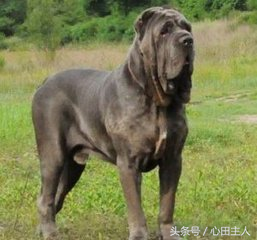 各种名犬简介，狗的家族有哪些（世界十大猛犬介绍）