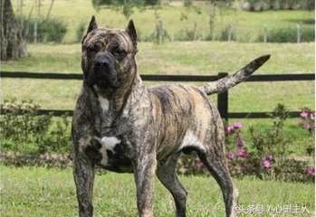 各种名犬简介，狗的家族有哪些（世界十大猛犬介绍）