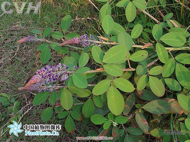 铁线蕨,中药材铁线草 异叶山蚂蟥>(铁线蕨可以水培吗)