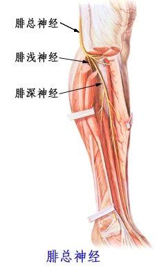 腰突脚麻恢复方法，腰突术后脚麻怎么治疗（脚麻脚痛不都是腰椎间盘突出）