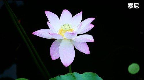 oppox1MP3屏幕不亮，oppo屏不亮了（六款55吋OLED电视横评）