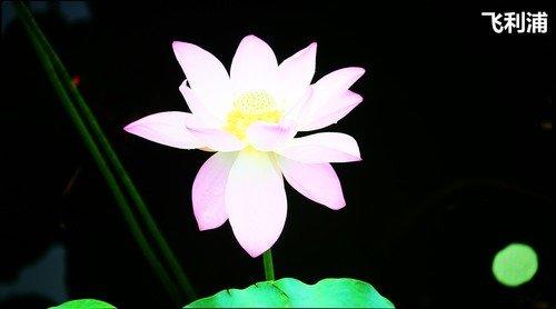 oppox1MP3屏幕不亮，oppo屏不亮了（六款55吋OLED电视横评）