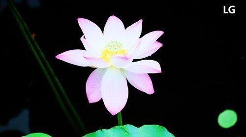 oppox1MP3屏幕不亮，oppo屏不亮了（六款55吋OLED电视横评）