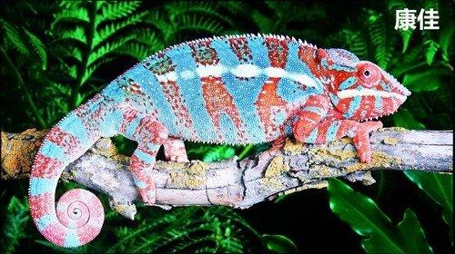 oppox1MP3屏幕不亮，oppo屏不亮了（六款55吋OLED电视横评）