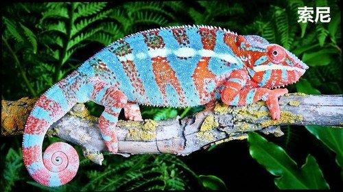 oppox1MP3屏幕不亮，oppo屏不亮了（六款55吋OLED电视横评）