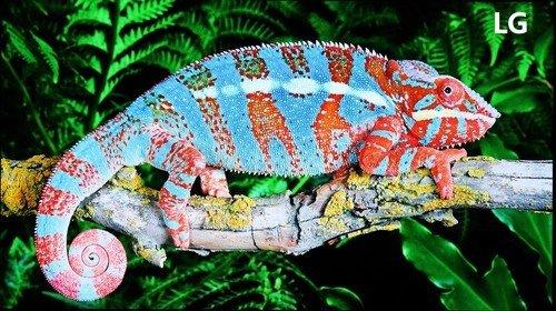 oppox1MP3屏幕不亮，oppo屏不亮了（六款55吋OLED电视横评）