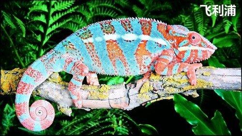 oppox1MP3屏幕不亮，oppo屏不亮了（六款55吋OLED电视横评）