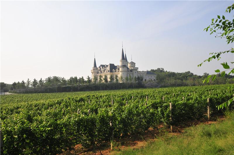 张裕爱斐堡红酒庄园(原来不止酿酒) - 悦闻天下