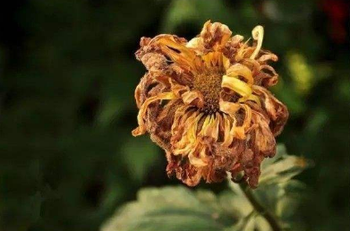 菊花这首古诗，荷花的诗句古诗（12首菊花诗词）