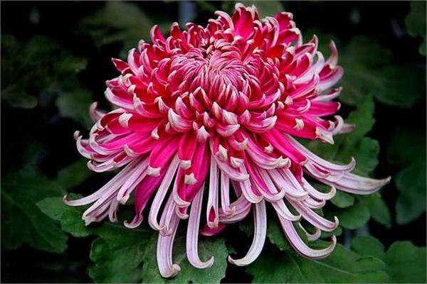 菊花这首古诗，荷花的诗句古诗（12首菊花诗词）