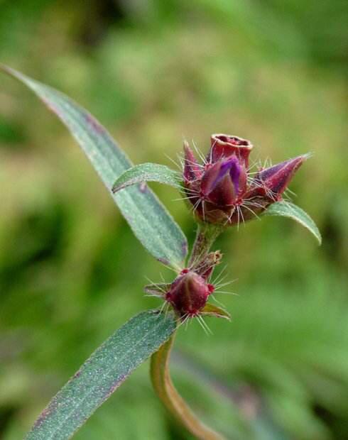 木槿花拼音,中药材天香炉 - 玉三网