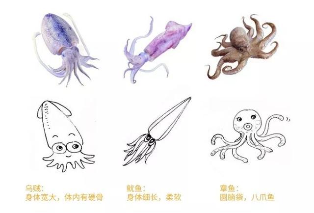 鱿鱼和章鱼乌贼的区别，乌贼、鱿鱼、章鱼傻傻分不清楚