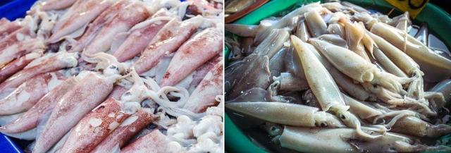 章鱼和鱿鱼的区别，乌贼 章鱼 鱿鱼 墨鱼 八爪鱼（乌贼、鱿鱼、章鱼傻傻分不清楚）