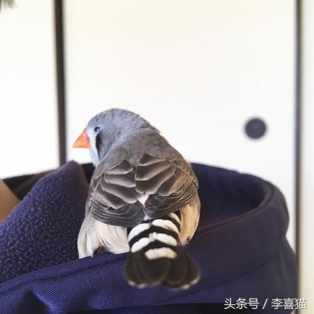 珍珠鸟图片，就能跟天生胆小谨慎的珍珠鸟搞好关系啦（刚出生的珍珠鸟图片）