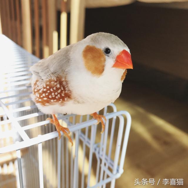 珍珠鸟图片，就能跟天生胆小谨慎的珍珠鸟搞好关系啦（刚出生的珍珠鸟图片）