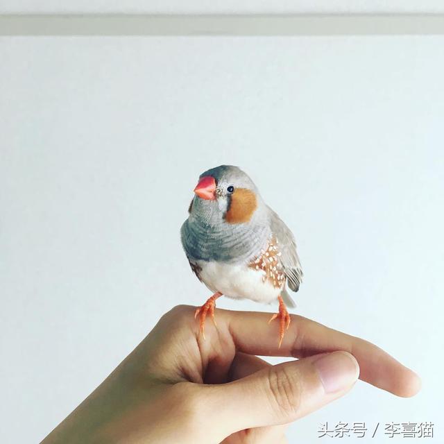 珍珠鸟图片，就能跟天生胆小谨慎的珍珠鸟搞好关系啦（刚出生的珍珠鸟图片）