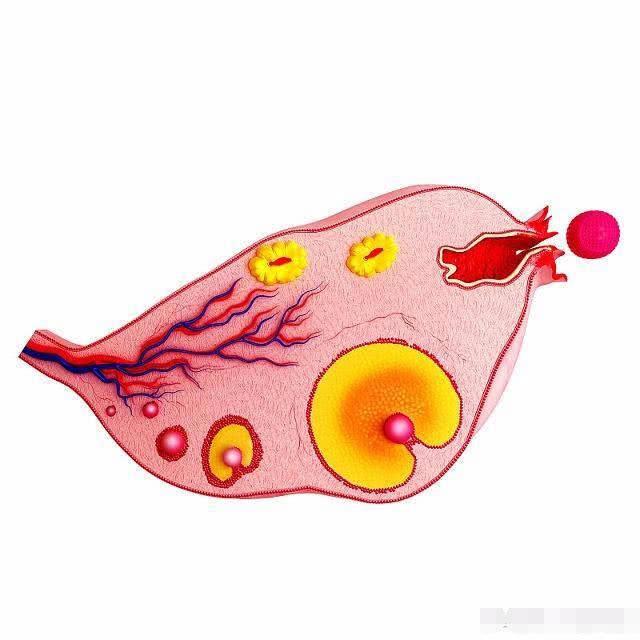 受精卵着床,需要几天时间?