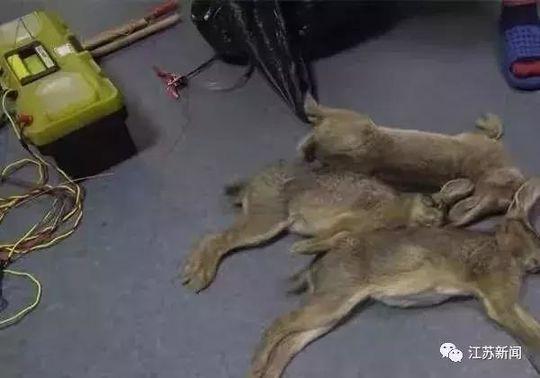 抓野兔违法吗（男子抓3只野兔就被刑拘了）