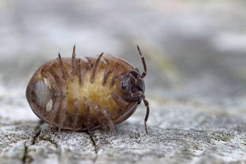 土鳖吃什么，野生土鳖吃什么（中药材土鳖虫）