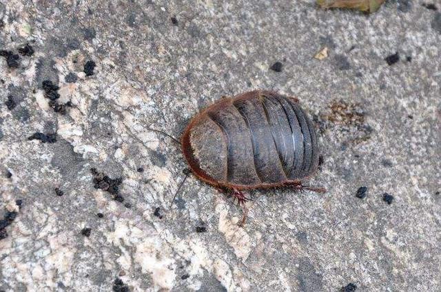 土鳖吃什么，野生土鳖吃什么（中药材土鳖虫）